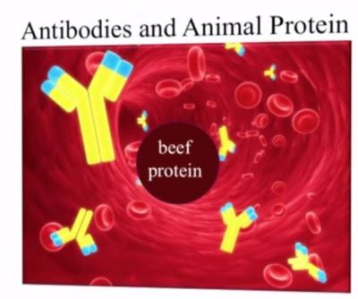Antibodies and Animal ProteinSize400