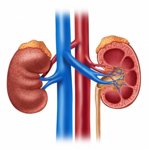 Animal Protein Damages Kidney Function
