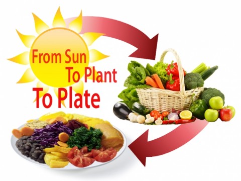 From Sun to Plant to Plate