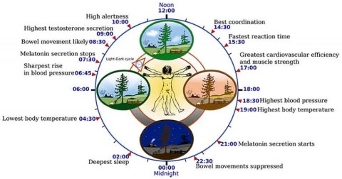 Controlling Weight with Circadian Rhythms