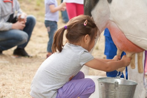Is Cow Milk Designed for Humans?