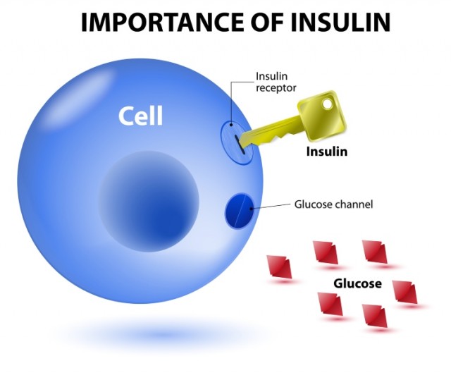 How Insulin Works Diagram