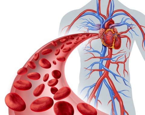 Antioxidant-Rich Foods Dilate Arteries