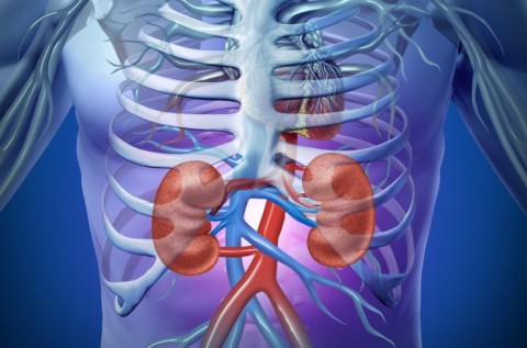Kidneys And Skeleton